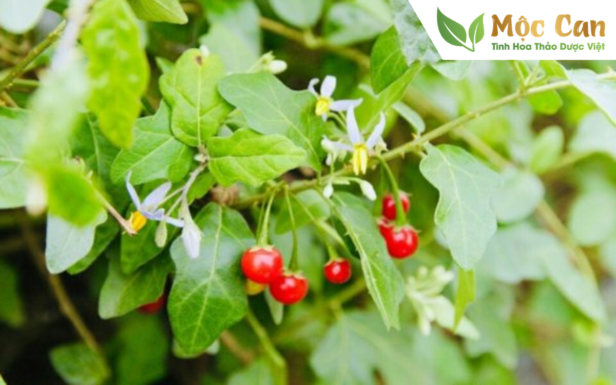 Phân biệt cà gai leo với cà dại 1